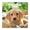 Calendario De Pared 2025 Dogs & Puppies -Eric Ventas calendario de pared 2025 dogs puppies