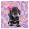 Calendario De Pared 2025 Studio Pets Perros Salchicha -Eric Ventas calendario de pared 2025 studio pets dachshund