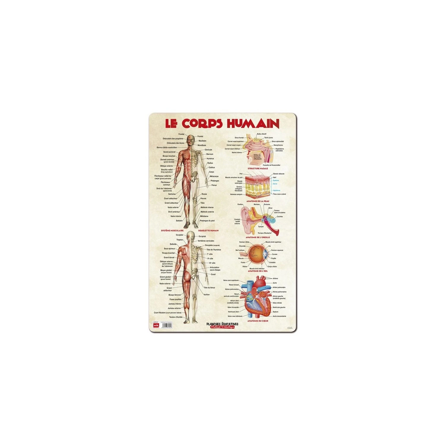 Lamina Educativa Frances Le Corps Humain 3 Lamina Educativa Frances Le Corps Humain