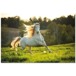 Poster Caballo Blanco